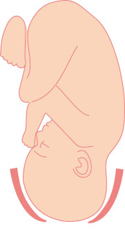 cervix during labor